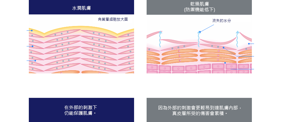 水潤肌膚角質層細胞放大圖