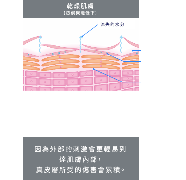 乾燥肌のイメージ＜バリア機能の低下＞